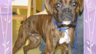 Adopt a Boxer Rescue  Available Dogs [upl. by Pasol727]