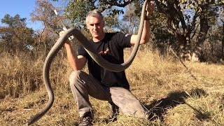 African VENOMOUS Snakes  CrittaCam [upl. by Rosalyn215]