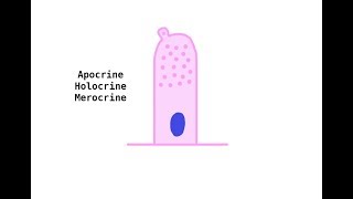 Apocrine Holocrine Merocrine glands [upl. by Ignatz]