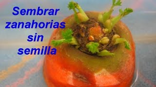 Como sembrar zanahorias sin semillas [upl. by Assenar]