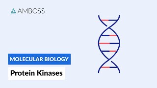 Protein Kinases Cell Signaling and Phosphorylation [upl. by Musihc672]