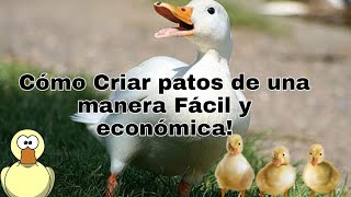 Cómo Criar patos Fácilmente [upl. by Macguiness]