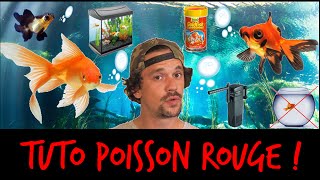 MON PREMIER POISSON ROUGE MISSION SURVIE   TOOPET [upl. by Finnigan]