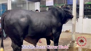 massive black sahiwal bull showtime [upl. by Aerahs]