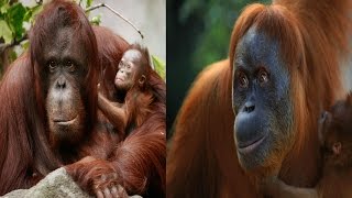 Bornean Orangutan amp Sumatran Orangutan  The Differences [upl. by Etireuqram]