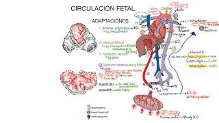 Persistencia del conducto arterioso [upl. by Tireb]