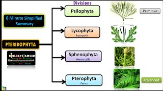 Classification of Pteridophytes with Example  Plant Classification [upl. by Crysta366]