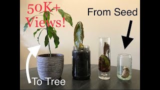 How To Grow A Mango From Seed  THE EASY WAY  Mountain Gardening [upl. by Lord]