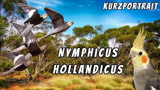 Kurzportrait Nymphensittich  Nymphicus hollandicus [upl. by Eelrebmyk]