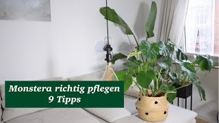 Monstera richtig pflegen im Winter  9 Tipps [upl. by Fedak]