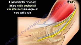 Ultrasound of Radial Nerve [upl. by Dowdell]