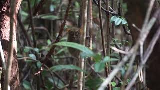 Horsfield’s Tarsier Tarsius bancanus [upl. by Ame]