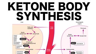 Ketone Body Synthesis [upl. by Redle204]