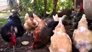 Nourrissage des poules en plein air [upl. by Einafit]