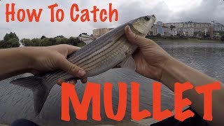 How To Catch Mullet  Fishing Guide [upl. by Armil190]