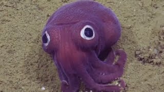 Squid With Googly Eyes Has Researchers Laughing [upl. by Endora]