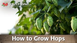 How To Grow Hops [upl. by Sema700]