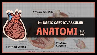 12 Anatomi Struktur Jantung  1 BASIC CARDIOVASKULAR [upl. by Satterlee]