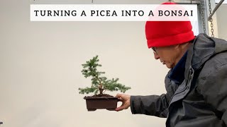 Turning a Picea into a Bonsai [upl. by Berlinda]