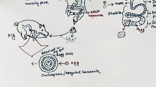 Taenia solium Lifecycle  Tapeworm  Taeniasis  Cysticercosis  English [upl. by Nisbet]