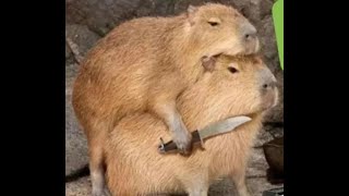 Ok i pull up Capybara [upl. by Ardella]