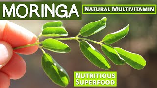 Moringa A Nutritious Superfood and Natural Multivitamin [upl. by Ised287]