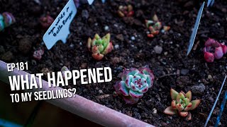 181 What happened to my seedlings [upl. by Barret126]