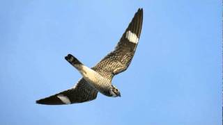 Have you heard the sound of the Common Nighthawk [upl. by Ynafit]