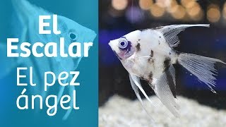 Escalar · Pez ángel del Amazonas 🐠 [upl. by Candra709]