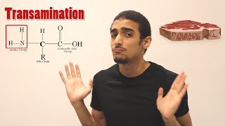 Overview on Amino acid metabolism شرح بالعربي لمصير الأمينو أسيد [upl. by Noiramed766]