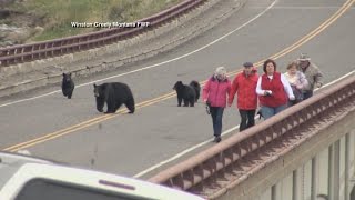 Black Bears Chase Tourists at Yellowstone National Park [upl. by Ahcsas510]