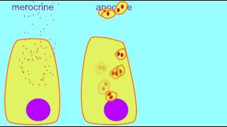 AP1 MEROCRINE APOCRINE amp HOLOCRINE GLANDS [upl. by Janelle]