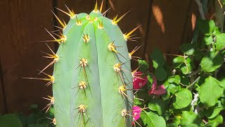 Trichocereus Rare Clone Collection SoCal Part 1 [upl. by Hintze]