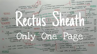 Rectus Sheath Anatomy  Part 1  Anterior Abdominal Wall  Only One Page  TCML [upl. by Nairot]