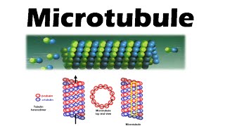 Microtubules and microfilaments  assembly and function [upl. by Idahs816]