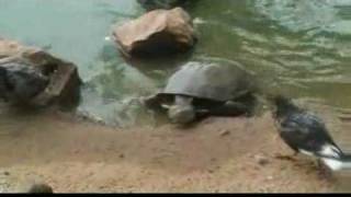 Tortoise Eats Pigeon [upl. by Oman]