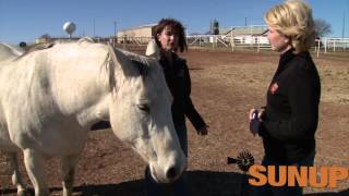 Horses Breeding amp Foaling 13115 [upl. by Burkhart187]