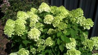 Little Lime Hydrangea  Dwarf Hydrangea [upl. by Malan140]