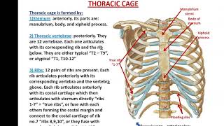 Bones and Muscles of the Thoracic Wall  Dr Ahmed Farid [upl. by Cher]