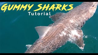 How to catch Gummy Sharks  Step By Step Guide To Catching Gummies [upl. by Okeim431]