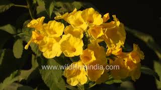 Yellow Trumpet flowering Tecoma trees spark yellow explosion on sidewalk near AIIMS Road [upl. by Deadman]