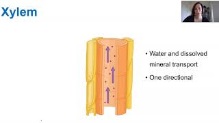 Transportation in vascular plants [upl. by Deragon]