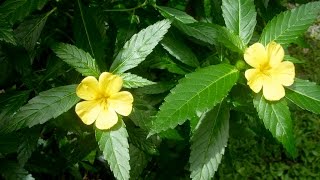 Most Popular Herbs for Natural Medicine Damiana Turnera Diffusa [upl. by Petey180]