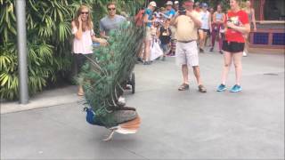 Mass Flying Giant Peacocks Peafowls [upl. by Suilienroc]