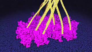 Cellulose synthesis by plant cells Powers of ten zoom [upl. by Idnod]