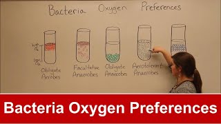 Bacteria Oxygen Requirements [upl. by Krug]