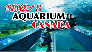 4K Ripleys Aquarium of Canada Toronto Ontario [upl. by Hitchcock]