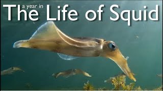 A Year in the Life of Squid [upl. by Rolfe]