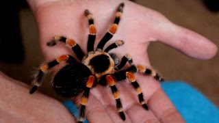 Handling beautiful Mexican Giant Red knee tarantula B annitha Inferion7 [upl. by Mike]