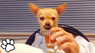 100 Funny Chihuahua Videos  Try Not To Laugh Challenge  That Pet Life [upl. by Ednutey]